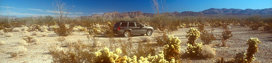 Jeeep Grand Cherokee with Teddybear Chollas in Gonzaga desert