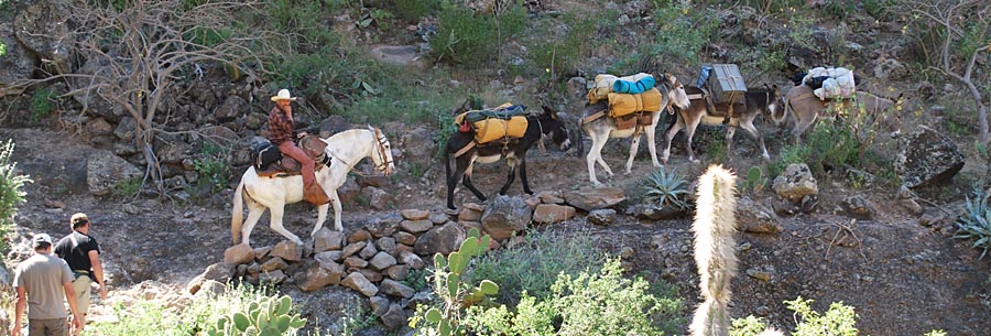 mule treck into canyon san pablo